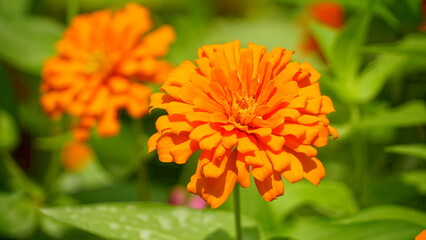 Close-up of blooming Zinnia angustifolia chrysanthemum