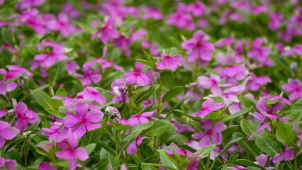 Close-up of Catharanthus roseus blooming
