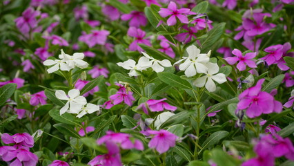 Obraz premium Close-up of Catharanthus roseus blooming