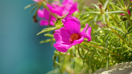 Close-up of Catharanthus roseus blooming