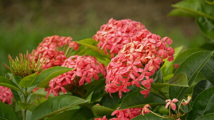 Close-up of Ixora coccinea blooming flowers