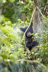 black bear cub climbing a tree surrounded by greenery, looking at camera © Amy