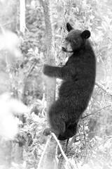 black and white photo of black bear cub climbing tree, side profile of full body © Amy