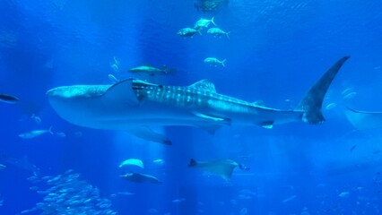 Fototapeta premium whale shark