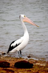 Kalbarri Pelican