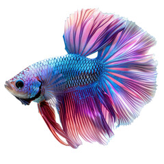 Fototapeta premium Betta fish isolated on a transparent background for web banner