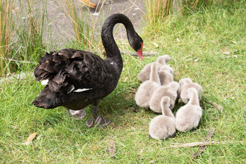 Cygnets are grey when they hatch with black beaks and gradually turn black over the first six months at which time they learn to fly.