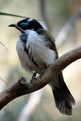 Obraz premium The blue-faced honeyeater has a black head, white chest and golden olive-green wings and a blue eyebrow