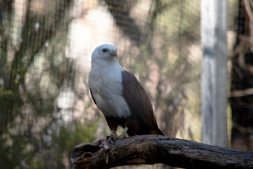 The brahminy kite is distinctive and contrastingly coloured, with chestnut plumage except for the white head and breast and black wing tips.