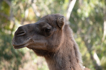 Obraz premium Camels are mammals with brown eyes, long lashes, a big-lipped snout and a humped back.