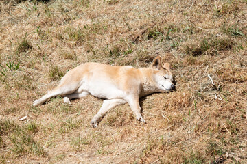 Dingos usually have a ginger coat and most have white markings on their feet, tail tip and chest. They are Australias wild dogs