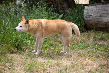 Dingos have a long muzzle, erect ears and strong claws. They usually have a ginger coat and most have white markings on their feet, tail tip and chest.
