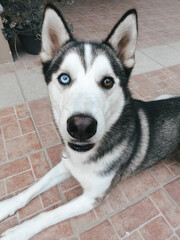 siberian husky dog