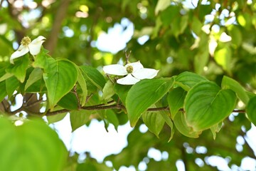 Japanese flowering dogwood ( Cornus kousa ) flowers and berries. Cornaceae deciduous flowering tree.