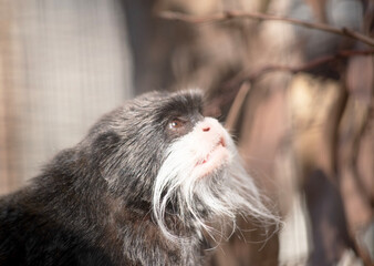 Emperor tamarins are small monkeys with long, white whiskers that sweep back from the muzzle on both sides and look like moustaches