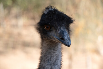 Emus are covered in primitive feathers that are dusky brown to grey-brown with black tips. The Emu's neck is bluish black and mostly free of feathers.