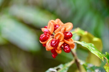 macro of red flower