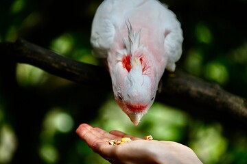 pink cockatoo