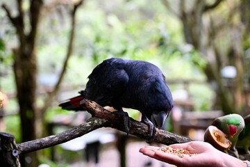 black bird on a branch