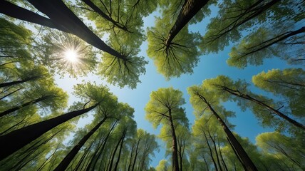 Obraz premium Looking up Green forest. Trees with green Leaves, blue sky and sun light. Bottom view 