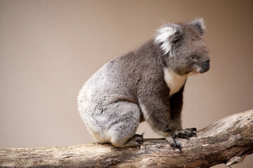 the Koala has a large round head, big furry ears and big black nose. Their fur is usually grey-brown in color with white fur on the chest, inner arms, ears and bottom.