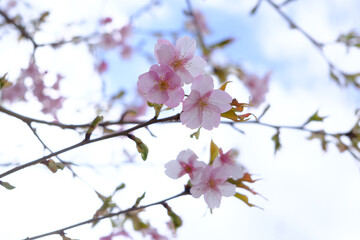 桜 cherry blossom