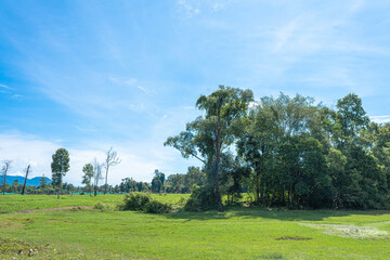 Summer landscape with trees under blue sky and fluffy clouds