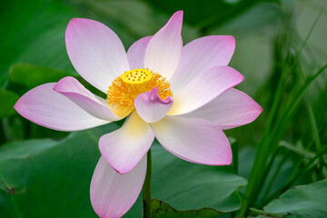 Light pink lotus flower in full bloom