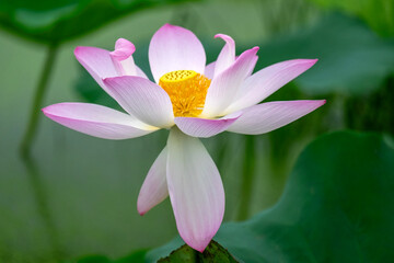 Light pink lotus flower in full bloom
