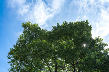 A Clear Day with Trees and Sky