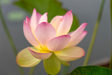 lotus flower in the pond