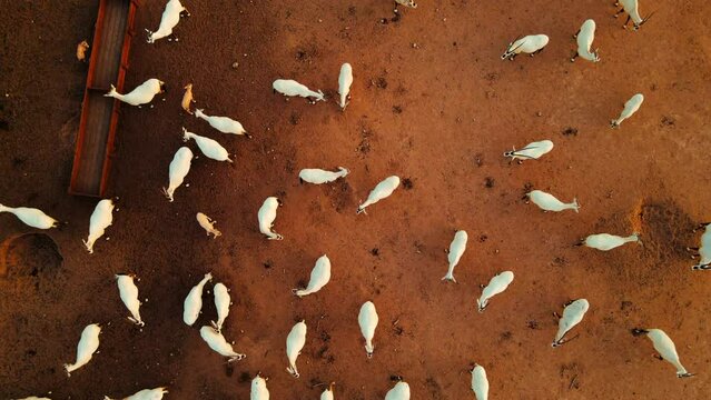 Aerial: Drone Top Panning Herd Of Medium-Sized Antelopes In Desert - Yotvata, Israel