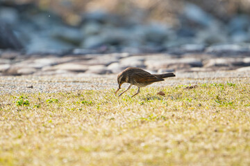 A Thrush Pulling Out a Worm Hidden in the Grass; Toyama, Japan