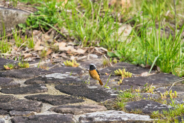 A Red-flanked Bluetail Before Migration in April; Toyama, Japan