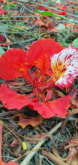red flame flower