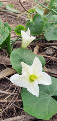 White flowers in the garden