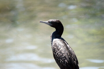 the little black cormorant is a black sea bird with a blue eye