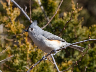 Adult Tufted Tit perched on a branch in bright sunlight