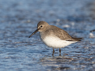 Winter basic plumage Dunlin standing at the water's edge