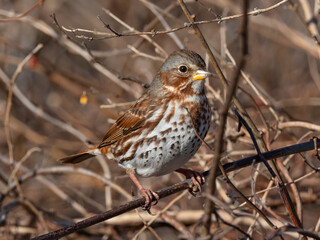 Close up of a brightly colored Fox Sparrow