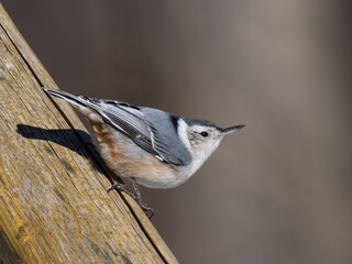 Close up of a perched White-breasted Nuthatch