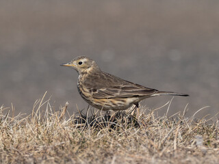 An American Pipit walking through short dry grass