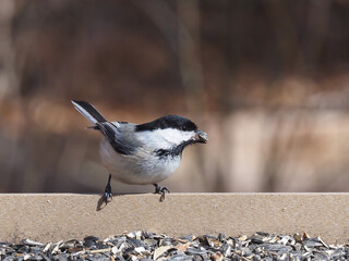 A Black-capped Chickadee perched on a bird feeder table with black oil sunflower seed