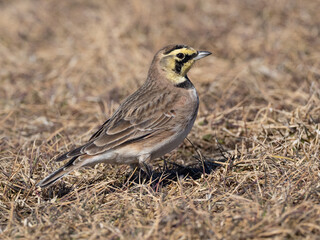 A winter basic plumage Horned Lark standing in short dry grass