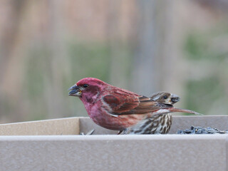 A male Purple Finch perched on a bird feeder table with black oil sunflower seed