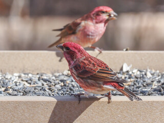 A male Purple Finch perched on a bird feeder table with black oil sunflower seed