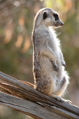 Meerkats are small mammals with grizzled gray and brown fur. They have dark patches around their eyes to protect their eyes from the sun