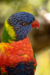 The rainbow lorikeet has a bright yellow-orange/red breast, a mostly violet-blue throat and a yellow-green collar.