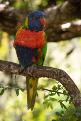 The rainbow lorikeet has a bright yellow-orange/red breast, a mostly violet-blue throat and a yellow-green collar.