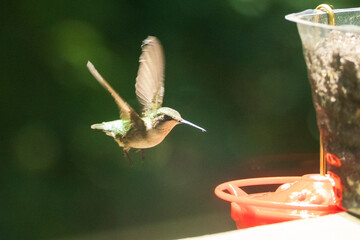 hummingbird flying near feeder